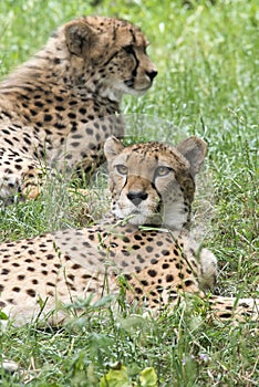 Cheetahs