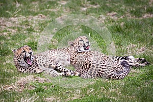 Cheetahs