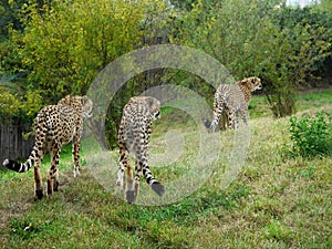 Cheetahs