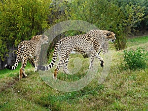 Cheetahs