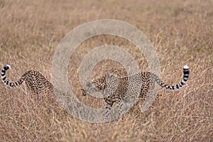 Cheetahs