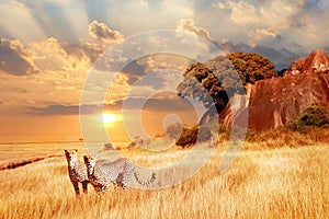 Cheetahs in the African savanna against the backdrop of beautiful sunset. Serengeti National Park. Tanzania. Africa