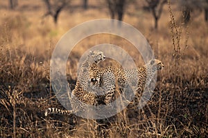 Cheetahs in the African savanna. Safari in the savannah of Serengeti National Park, Tanzania. Close to Maasai Mara, Kenya. Burnt