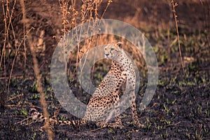 Cheetahs in the African savanna. Safari in the savannah of Serengeti National Park, Tanzania. Close to Maasai Mara, Kenya. Burnt