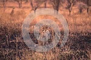 Cheetahs in the African savanna. Safari in the savannah of Serengeti National Park, Tanzania. Close to Maasai Mara, Kenya. Burnt