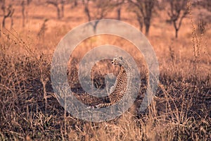 Cheetahs in the African savanna. Safari in the savannah of Serengeti National Park, Tanzania. Close to Maasai Mara, Kenya. Burnt
