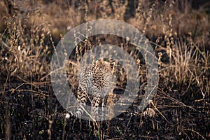 Cheetahs in the African savanna. Safari in the savannah of Serengeti National Park, Tanzania. Close to Maasai Mara, Kenya. Burnt