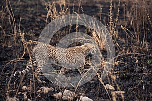 Cheetahs in the African savanna. Safari in the savannah of Serengeti National Park, Tanzania. Close to Maasai Mara, Kenya. Burnt