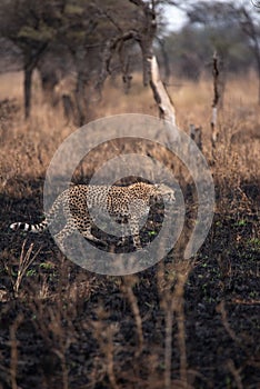 Cheetahs in the African savanna. Safari in the savannah of Serengeti National Park, Tanzania. Close to Maasai Mara, Kenya. Burnt