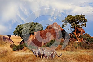 Cheetahs in the African savanna. Serengeti National Park. Tanzania. Africa.