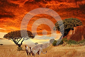 Cheetahs in the African savanna at sunset. Serengeti National Park. Tanzania. Africa.