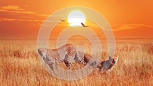 Cheetahs in the African savannah at sunset. Wild life of Africa