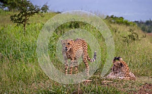 Cheetahs in the African wilderness