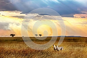 Cheetahs against a beautiful sky at sunset in Serengeti national park. Africa.