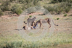 Cheetahs with a baby Springbok kill.