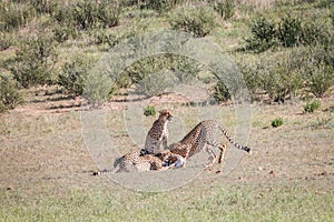 Cheetahs with a baby Springbok kill.