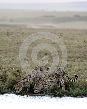 Cheetahs drinking from a river