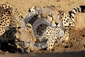 Cheetahs drinking water