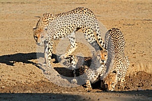 Cheetahs drinking water