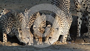 Cheetahs drinking water