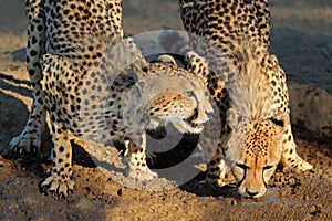 Cheetahs drinking water