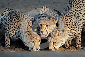 Cheetahs drinking water