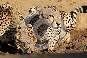 Cheetahs drinking water photo