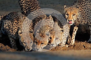 Cheetahs drinking water photo