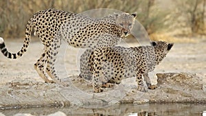 Cheetahs drinking water - Kalahari desert