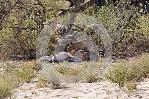 Cheetahs eating