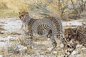 Cheetahs after eating with blood in mouth, Etosha Park