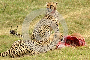 Cheetahs feeding