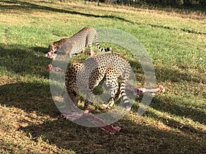 Cheetahs feeding on a carcass in a grassy savanna landscape