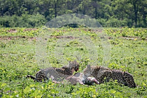 Cheetahs feeding on a male Impala kill