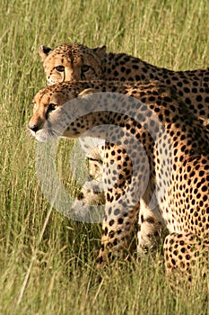 Cheetahs in golden afternoon light, Okavango