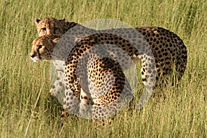 Cheetahs in golden afternoon light, Okavango