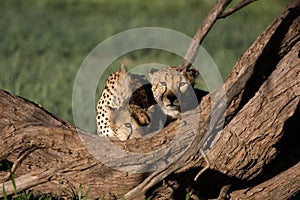 Cheetahs in golden light