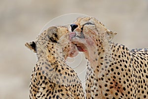 Cheetahs grooming after feeding, Kalahari desert, South Africa