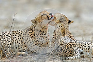 Cheetahs grooming after feeding, Kalahari desert, South Africa