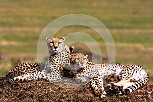 Cheetahs on the hill.