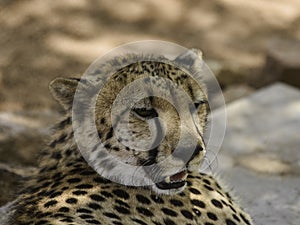 Cheetahs at Hoedspruit Endangered Species Centre