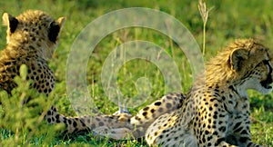 Cheetahs in hot Africa.