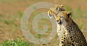 Cheetahs in hot Africa.