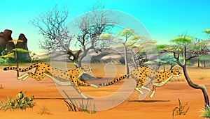 Cheetahs on the Hunt