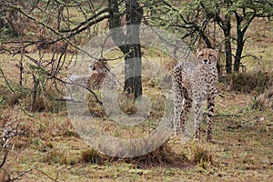 Cheetahs hunting on the Mara plains