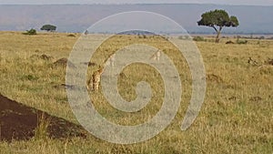 Cheetahs hunting in savanna at Africa