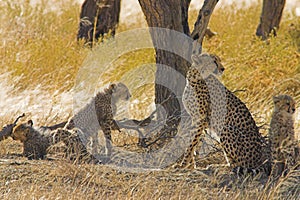 Cheetahs in Kalahari Desert