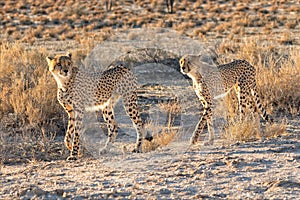 Cheetahs at kgalagadai transfrontier national park