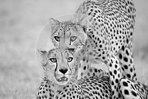 cheetahs in the kgalagadi national Park