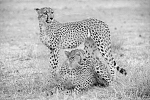 cheetahs in the kgalagadi national Park